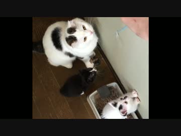 失敗を可愛くごまかす猫