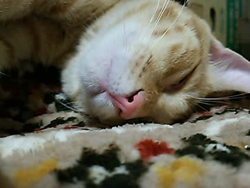猫が眠るまで