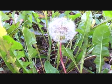 【癒し系】タンポポの綿花を撮ってみた【自然音】