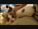 保護仔猫配信20150823(3)