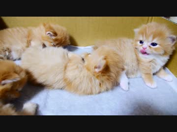 【マンチカンズ】子猫のおしゃぶり大会