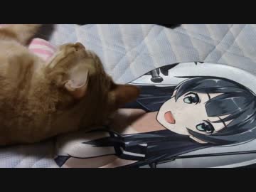 拾いねこ＠生後1201/1168日目　阿賀野のおっぱいでくつろぐアコさん