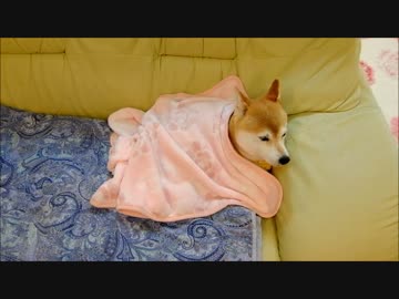 柴犬ひかいちと猫ミルキー　ぬくぬくお昼寝