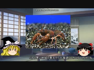 【ゆっくり解説】～ゆっくり熱帯魚紹介～【ザリガニ編】
