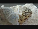 ホモと見るROPの脱皮.mp4