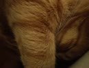 猫のいびきがうるさいんです！