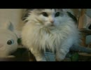 ふわふわモフモフなネコ　毛だらけ