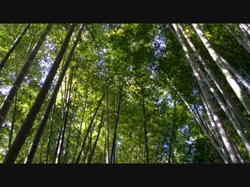 【自然音】竹林と鳥のさえずり①【癒し系ＢＧＭ】