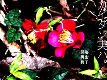 【カイダン実ハ。】 フリーホラーゲームを朗読実況 part1