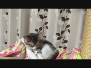 【スカーと実家猫】よく遊び，よく眠る猫たち