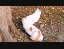 【さとうささら】猫がいる、猫跳ねる