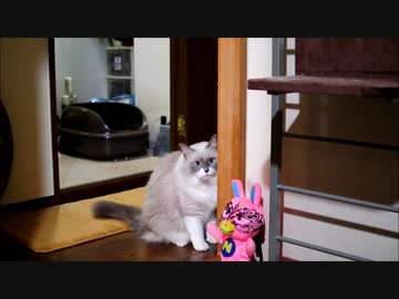 どうしても追いかけてほしい猫