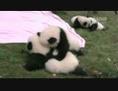 2015年10月17日中継のハイライト 萌萌（モンモン）の子は遊びに来た科琳（クーリン）の双子の姉から逃げようとする。