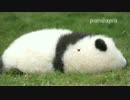 20151016 AM1128 月亮産室 萌萌（モンモン）の子がぐっすり寝てたら蜂が…。
