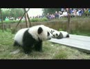 20151019 月亮産室 科琳（クーリン）の双子姉は小Y頭（シャオヤートゥ）の双子兄のところに近づくと、吠えられた。