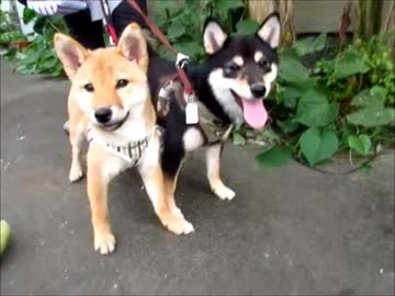 柴犬ゆずの大前転！（１５年１０月２２日）