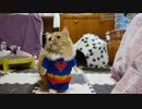【マンチカンズ】猫のハロウィンコスプレ