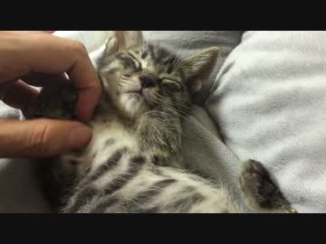 サトイモ子猫の寝っころがし
