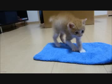 猫赤ちゃんビビリすぎw　何にビビってるんだ～～～～