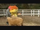 秩父市ポテくまくん羊と戯れる