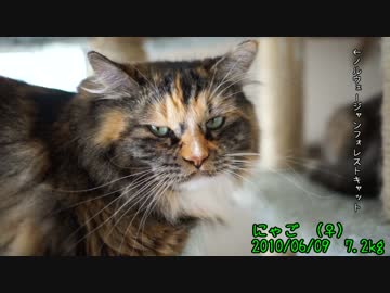 【#450】 猫たちの体重　【猫万歳】