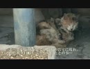 やがて過ぎ行く祭囃子