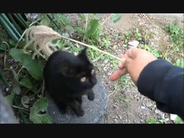 ちびくろにゃんずとまったり遊んでみる【何匹いるかな？】