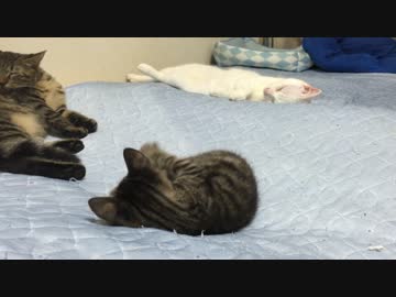 ぐるぐるサトイモと白い何か