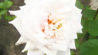 人気の 芋強奪のテーマ 動画 13本 ニコニコ動画