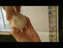 3D　モナリザの人形を作ってみた