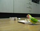ボウリングおぴ～＠コザクラインコ（・Θ・）