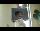 ペルシャ猫もねこだもん　シルバー＆ゴールド