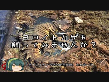 【ゆっくり】ヨロイトカゲを飼ってみませんか？