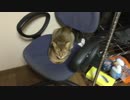【ティガロビ生活記】猫ズ，実家に里帰りする
