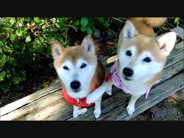 柴犬ひかいち　ジャンプごっこ＆岩乗り