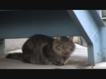 路上対決！女王猫VS女帝猫