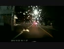 ドライブレコーダー　ネコの飛び出し