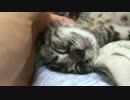 子猫の笑顔を三分間