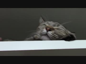 拾いねこ＠生後1206/1173日目　月音さん可愛い