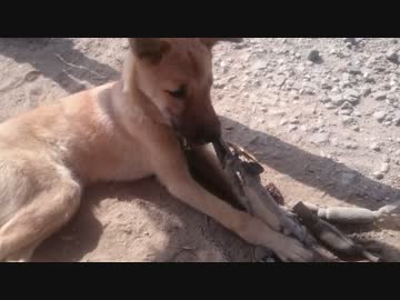 子犬が輪っかを引っ張るだけ