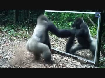 アフリカのジャングルに鏡を設置した時の動物の反応