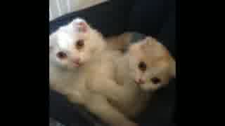我が家の愛猫の為に曲を作ってみた