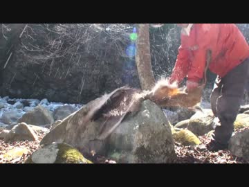 二年目狩猟生活（その４９）