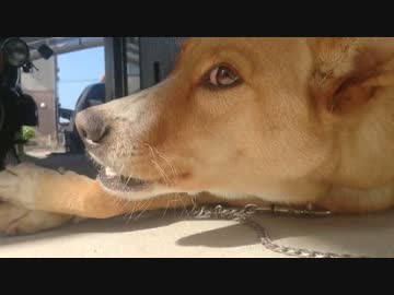 愛犬ナナと平和な日々（3年と190日目）～ひなたで骨～