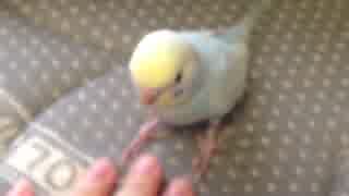 セキセイインコのトコトコ動画