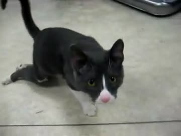 【ホムンクルス】部屋の中でしか生きられない猫