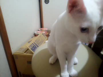 ＊はこのなかにいる＊