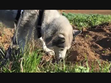 シベリアンハスキー　生でイモ喰う