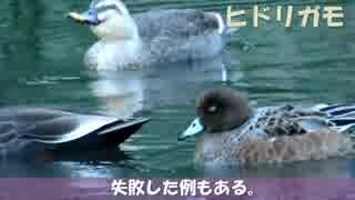 野鳥観察2015年10月25日