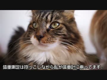 【#451】 今日の猫達　【猫万歳】